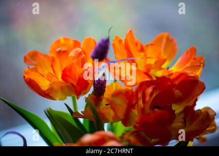 Makro mit verschiedenen Blumen, Hintergrund, Hintergrundbild Stockfoto