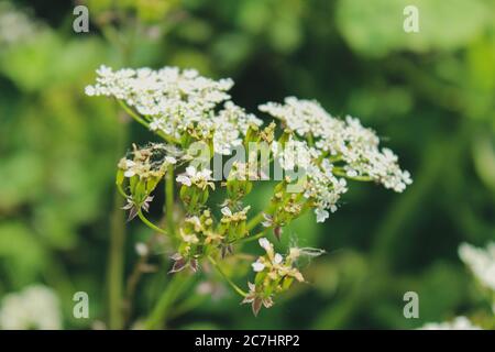 Selektive Fokusaufnahme eines Zweiges von Kuhsilienblüten Mit einem verschwommenen grünen Hintergrund Stockfoto