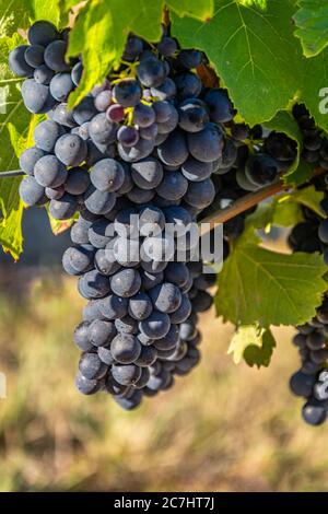Trauben bereit zur Lese, Rhone Valley, Frankreich Stockfoto