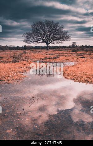 Ein einbunter Baum, der sich in einem Fluss mit Sturmwolken spiegelt Dahinter im New Forest Hampshire Stockfoto