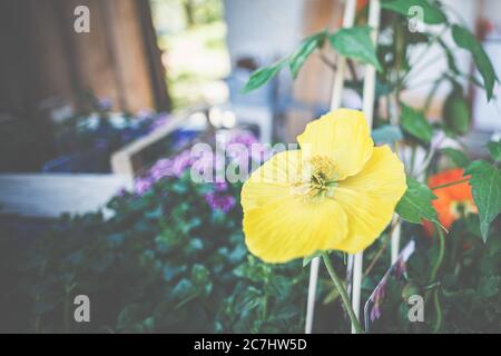 Clematis, Ranunculaceae und Island Mohn, Papaver nudicaule, sind schöne Sommerblüher für Terrassen und Balkone. Stockfoto