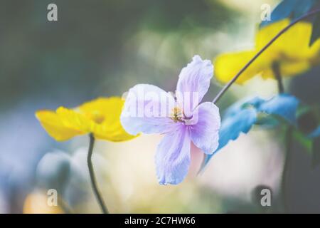 Clematis, Ranunculaceae und Island Mohn, Papaver nudicaule, sind schöne Sommerblüher für Terrassen und Balkone. Stockfoto