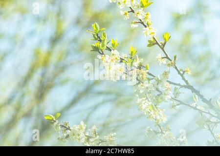 Frühling - der Garten blüht im Sonnenlicht. Der Apfelbaum blüht. Stockfoto