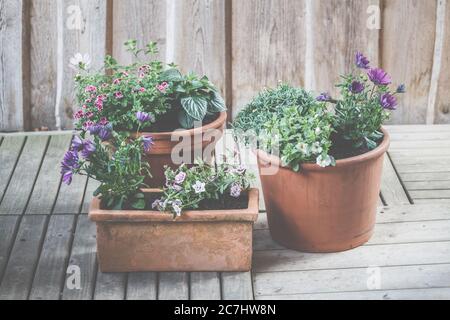 Gepflanzte Tontöpfe für Balkon und Terrasse. Stockfoto