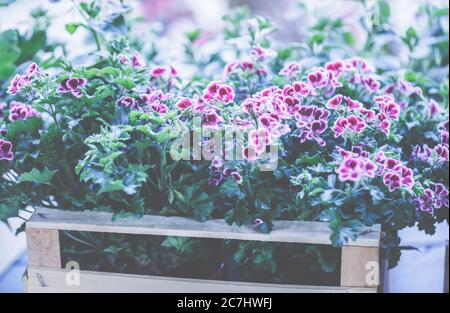 Nelken, Dianthus, Pink Kisses beim Pflanzen in die Töpfe für den Garten. Stockfoto