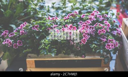 Nelken, Dianthus, Pink Kisses beim Pflanzen in die Töpfe für den Garten. Stockfoto