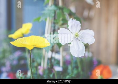 Clematis, Ranunculaceae und Island Mohn, Papaver nudicaule, sind schöne Sommerblüher für Terrassen und Balkone. Stockfoto