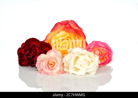 Fünf Rosen in verschiedenen Farben auf Weiß isoliert Stockfoto