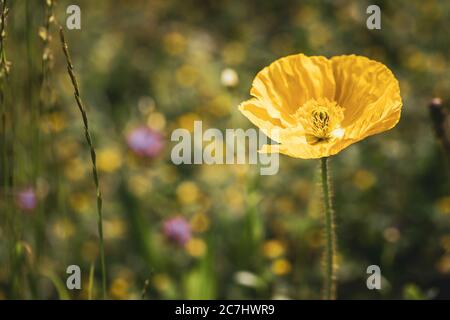 Frühling - der Garten blüht im Sonnenlicht, gelber Irlandmohn. Stockfoto