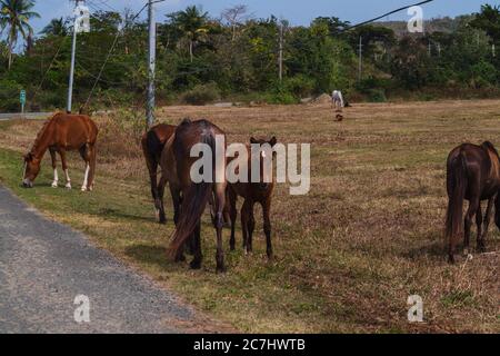 Eine Gruppe von Pferden grasen auf Gras entlang der Straße in Vieques, Puerto Rico Stockfoto