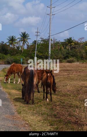 Eine Gruppe von Pferden grasen auf Gras entlang der Straße in Vieques, Puerto Rico Stockfoto