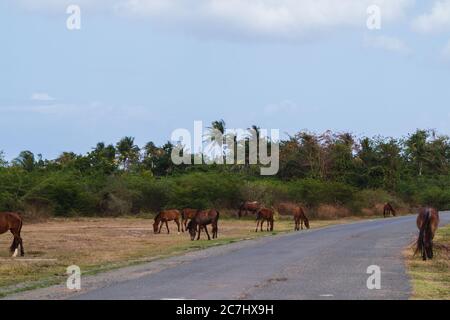 Eine Gruppe von Pferden grasen auf Gras entlang der Straße in Vieques, Puerto Rico Stockfoto