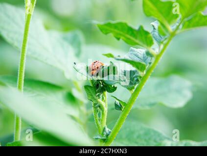 Colorado Kartoffelkäfer Larve essen die Blätter eines Kartoffelbusches. Grün unscharfer Hintergrund. Nahaufnahme. Speicherplatz kopieren Stockfoto