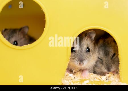 Kleine graue Jungar Hamsterratten in gelbem Käfig. Stockfoto