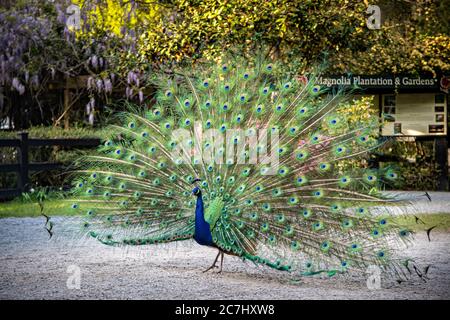 Ein männlicher indischer Pfau fächt seinen Schwanz in einer vollen Balz-Ausstellung im Frühjahr bei Magnolia Plantation in Charleston, South Carolina. Die Plantage und Gärten wurden 1676 von der Familie Drayton erbaut und stehen nach 15 Generationen unter der Kontrolle der Familie Drayton. Stockfoto