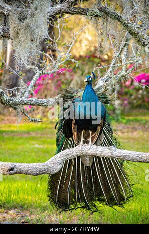 Ein männlicher indischer Pfau steht im Frühjahr auf einem Live-Eichenbaum-Arm bei Magnolia Plantation in Charleston, South Carolina. Die Plantage und Gärten wurden 1676 von der Familie Drayton erbaut und stehen nach 15 Generationen unter der Kontrolle der Familie Drayton. Stockfoto