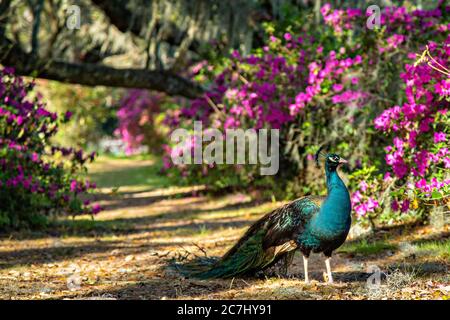 Ein männlicher indischer Pfau steht im Frühjahr auf einem Gartenzaun in der Magnolia Plantation in Charleston, South Carolina. Die Plantage und Gärten wurden 1676 von der Familie Drayton erbaut und stehen nach 15 Generationen unter der Kontrolle der Familie Drayton. Stockfoto