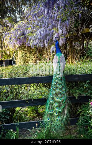 Ein männlicher indischer Pfau steht im Frühjahr auf einem Gartenzaun in der Magnolia Plantation in Charleston, South Carolina. Die Plantage und Gärten wurden 1676 von der Familie Drayton erbaut und stehen nach 15 Generationen unter der Kontrolle der Familie Drayton. Stockfoto