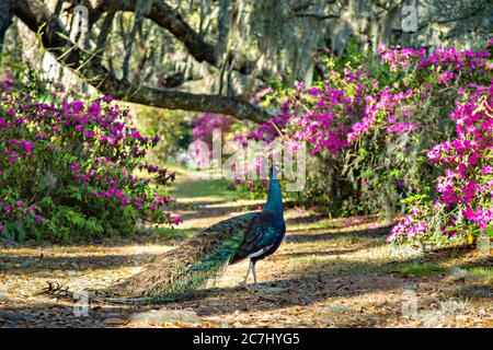 Ein männlicher indischer Pfau steht im Frühjahr auf einem Gartenzaun in der Magnolia Plantation in Charleston, South Carolina. Die Plantage und Gärten wurden 1676 von der Familie Drayton erbaut und stehen nach 15 Generationen unter der Kontrolle der Familie Drayton. Stockfoto