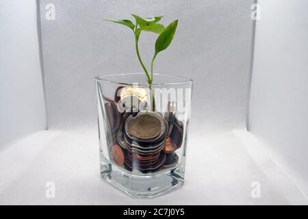 Pflanze wächst in einem Glas mit einer Münze. Wachsendes Geschäft. Stockfoto