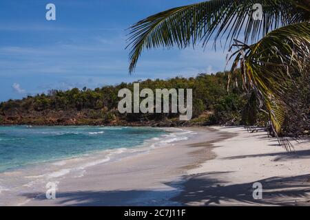 Der Sand, das Karibische Meer und die Palmen am Strand Playa Zoni in Culebra, Puerto Rico Stockfoto