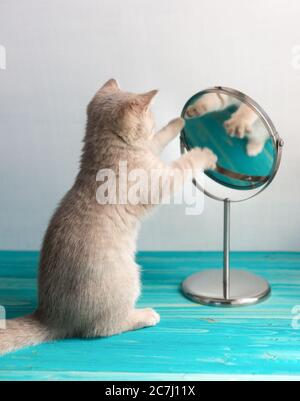 Ein kleines britisches Kurzhaar-Kätzchen spielt mit seiner Spiegelung in einem Tischspiegel. Spiel Stockfoto