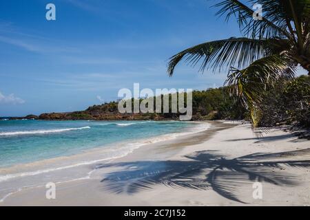 Der Sand, das Karibische Meer und die Palmen am Strand Playa Zoni in Culebra, Puerto Rico Stockfoto