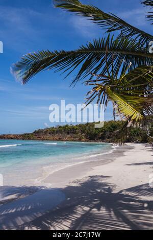 Der Sand, das Karibische Meer und die Palmen am Strand Playa Zoni in Culebra, Puerto Rico Stockfoto