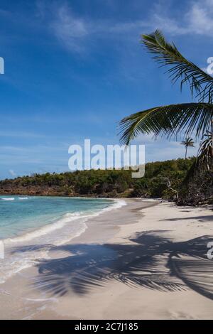 Der Sand, das Karibische Meer und die Palmen am Strand Playa Zoni in Culebra, Puerto Rico Stockfoto