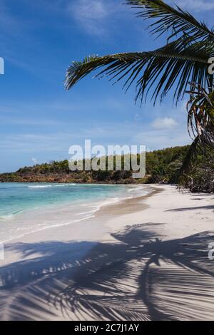 Der Sand, das Karibische Meer und die Palmen am Strand Playa Zoni in Culebra, Puerto Rico Stockfoto