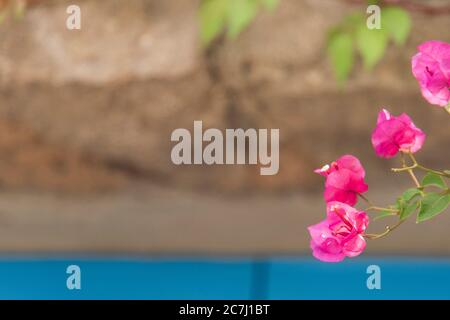 Sizilien - sonnige Eindrücke der Äolischen Inseln, auch als Äolische Inseln oder Isole Eolie bekannt: Lipari, Stromboli, Salina, Vulcano, Panarea, Filicudi und Alicudi. Bougainville Blumen. Stockfoto