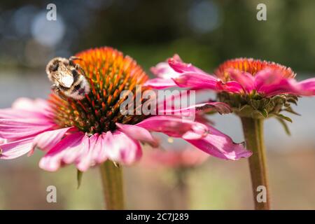 Eine Bumpfhuffbiene auf einer rosa Echinacea-Blüte. Stockfoto