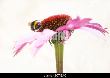 Eine Hummel auf einem rosa Echinacea, Koneblume, genießen den Nektar vor einem hellen cremeneutralen Hintergrund. Stockfoto