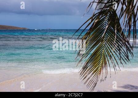 Ein Palmenblatt im Vordergrund mit Blick auf das Karibische Meer vom Strand Playa Zoni in Culebra, Puerto Rico Stockfoto