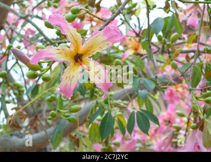 Seidenfloss Baumblume (Ceiba speciosa, früher Chorisia speciosa) Stockfoto