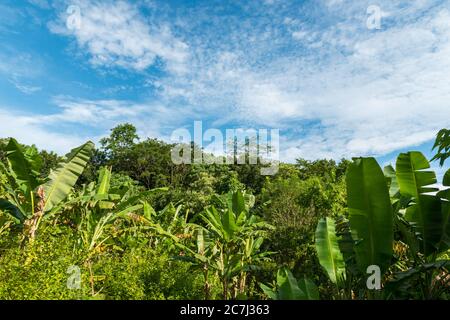 Blick auf den heiligen Affenwald in Ubud Stockfoto