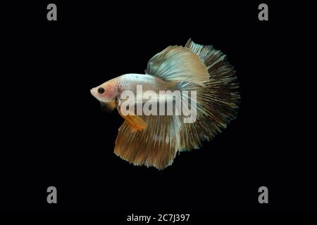 Seitenansicht Winkel der goldenen Halbmond Rosetail Marmor Grizzle betta siam Kampf Fisch isoliert auf schwarzem Hintergrund Stockfoto