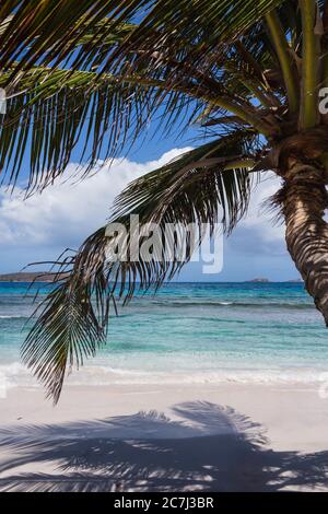 Eine Palme im Vordergrund mit Blick auf das Karibische Meer vom Strand Playa Zoni in Culebra, Puerto Rico Stockfoto