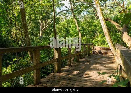Blick auf den heiligen Affenwald in Ubud Stockfoto