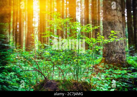 Junger Heidelbeerbusch auf einem mit Moos bedeckten Stumpf. Alter fauler Holzstumpf mit Moos im Wald. Sommersaison. Stockfoto