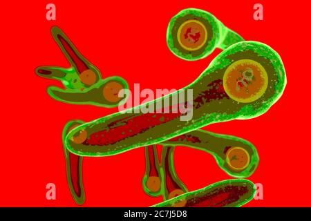 Corynebacterium diphtheriae Bakterien, Illustration. C. diphtheriae ist ein gram-positives, stabförmiges Bakterium, das über die Atemwege übertragen wird und die Krankheit Diphtherie verursacht. Diphtherie ist durch die Bildung von fibrinhaltigen Membranen auf den Mandeln und auf der Oberfläche der Atemwege, die zu Atembehinderung und Atembeschwerden führen kann gekennzeichnet. C. diphtheriae produziert auch ein Toxin, das das Herz, das Nervensystem und die Nieren beeinflusst. Stockfoto