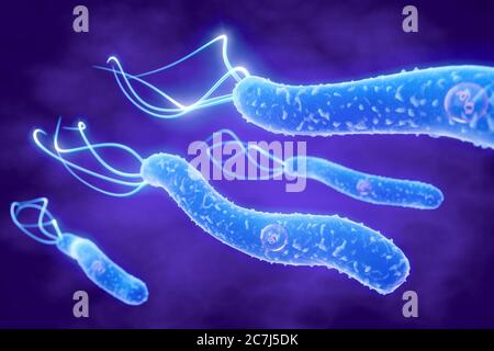 Illustration von Helicobacter pylori Bakterien. H. pylori ist ein Gram-negatives Helikalbakterium, das in der Schleimhaut des Magens gefunden wird. Es verursacht Gastritis und ist auch die häufigste Ursache von Magengeschwüren. Es kann auch eine Ursache oder ein Co-Faktor für Magenkrebs sein, da seine Anwesenheit das Risiko erhöht, Magentumore zu entwickeln. Stockfoto