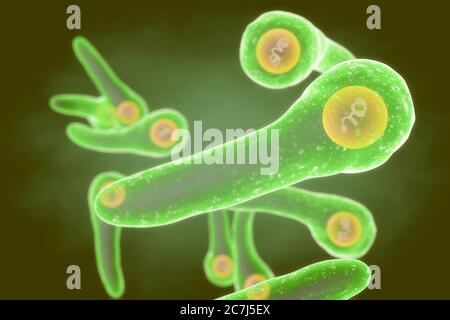 Corynebacterium diphtheriae Bakterien, Illustration. C. diphtheriae ist ein gram-positives, stabförmiges Bakterium, das über die Atemwege übertragen wird und die Krankheit Diphtherie verursacht. Diphtherie ist durch die Bildung von fibrinhaltigen Membranen auf den Mandeln und auf der Oberfläche der Atemwege, die zu Atembehinderung und Atembeschwerden führen kann gekennzeichnet. C. diphtheriae produziert auch ein Toxin, das das Herz, das Nervensystem und die Nieren beeinflusst. Stockfoto