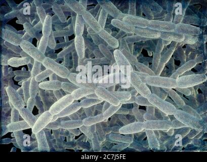 Illustration von Legionella pneumophila Bakterien, die Ursache der Legionärskrankheit. Diese Bazillen (Stäbchen-Bakterien) sind gramnegativ. L. pneumophila wurde als Erreger (Erreger der Krankheit) identifiziert, nachdem ein mysteriöser Ausbruch einer Lungenentzündung 29 Todesfälle bei einer American Legion Convention im Jahr 1976 verursachte. Dieses Bakterium wurde in Wassertanks, Duschköpfen und Klimaanlagen gefunden. Die Krankheit verursacht tödliche Lungenschäden bei älteren und untauglich. Stockfoto