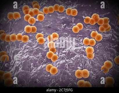 Illustration von Neisseria meningitidis Bakterien. N. meningitidis sind gram-negative Diplokokken (paarweise angeordnete sphärische Bakterien), die über die Atemwege übertragen werden. Bei den meisten Menschen verursachen sie entweder asymptomatische Infektionen oder eine nicht schwere Nasopharyngitis, können aber auch schwere Meningitis und generalisierte Infektionen (Meningokokkämie) verursachen, insbesondere bei Kindern. Stockfoto