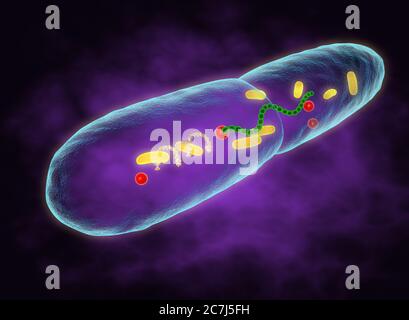 Illustration von Mycobacterium leprae, einem gram-positiven Bakterien, das die Ursache von Lepra (Morbus Hansen) ist. Es gibt drei Formen der Krankheit, wobei Lepra die schwerste ist, Tuberkuloid und Borderline-Lepra. Die Krankheit wird beim Menschen durch Tröpfchen des Nasenschleims verbreitet und eine Person ist nur während der ersten Stadien der Lepra infektiös. Nervenschäden treten in der Regel in Gliedmaßen und Gesichtsbereichen auf, was zu Hautschäden, Blindheit und Entstellung führen kann. Stockfoto