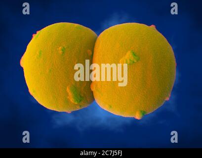 Illustration von Neisseria meningitidis Bakterien. N. meningitidis sind gram-negative Diplokokken (paarweise angeordnete sphärische Bakterien), die über die Atemwege übertragen werden. Bei den meisten Menschen verursachen sie entweder asymptomatische Infektionen oder eine nicht schwere Nasopharyngitis, können aber auch schwere Meningitis und generalisierte Infektionen (Meningokokkämie) verursachen, insbesondere bei Kindern. Stockfoto