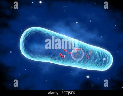 Illustration eines Bakteriums von Legionella pneumophila, der Ursache der Legionärskrankheit. Diese Bazillen (Stäbchen-Bakterien) sind gramnegativ. L. pneumophila wurde als Erreger (Erreger der Krankheit) identifiziert, nachdem ein mysteriöser Ausbruch einer Lungenentzündung 29 Todesfälle bei einer American Legion Convention im Jahr 1976 verursachte. Dieses Bakterium wurde in Wassertanks, Duschköpfen und Klimaanlagen gefunden. Die Krankheit verursacht tödliche Lungenschäden bei älteren und untauglich. Stockfoto