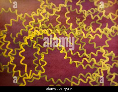 Illustration von Leptospira interrogans, zeigt ein eng gewickeltes, hoch bewegliches Spirochaete-Bakterium. Pathogene Serotypen von L. interrogans verursachen die Krankheit Leptospirose beim Menschen, gekennzeichnet durch Fieber, Erbrechen, Konjunktivitis und Muskelschmerzen. Gelbsucht und Nierenversagen kann in der schweren Form der Infektion als weil-Krankheit bekannt auftreten. Nagetiere sind die Hauptträger, auch Hunde und Nutztiere: Bauern, Kläger und Tierärzte. Penicillin ist das Antibiotikum der Wahl für die Behandlung. Stockfoto