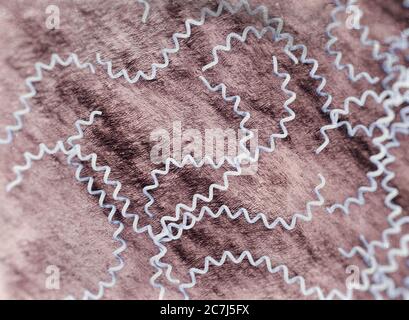 Illustration von Leptospira interrogans, zeigt ein eng gewickeltes, hoch bewegliches Spirochaete-Bakterium. Pathogene Serotypen von L. interrogans verursachen die Krankheit Leptospirose beim Menschen, gekennzeichnet durch Fieber, Erbrechen, Konjunktivitis und Muskelschmerzen. Gelbsucht und Nierenversagen kann in der schweren Form der Infektion als weil-Krankheit bekannt auftreten. Nagetiere sind die Hauptträger, auch Hunde und Nutztiere: Bauern, Kläger und Tierärzte. Penicillin ist das Antibiotikum der Wahl für die Behandlung. Stockfoto